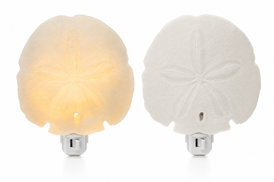 Shell Nightlight Coastal Arrowhead Sand Dollar Light - Handcrafted Organic Shell Decor with Warm Glow - Perfect Beach House or Nursery Gift