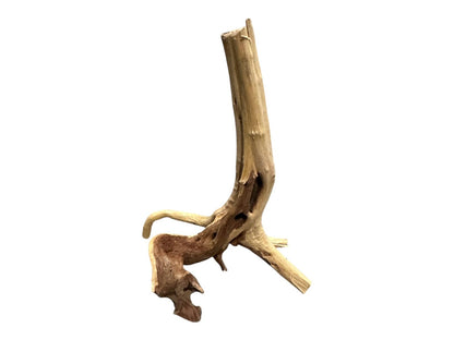 Natural Driftwood Spider Wood Decor | Locally Sourced from Florida | Air Plant Display for Terrariums & Aquariums