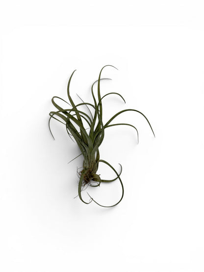 Natural Sea Urchin or Harp Shell Hanging Air Plant Streptophylla Beach Decor
