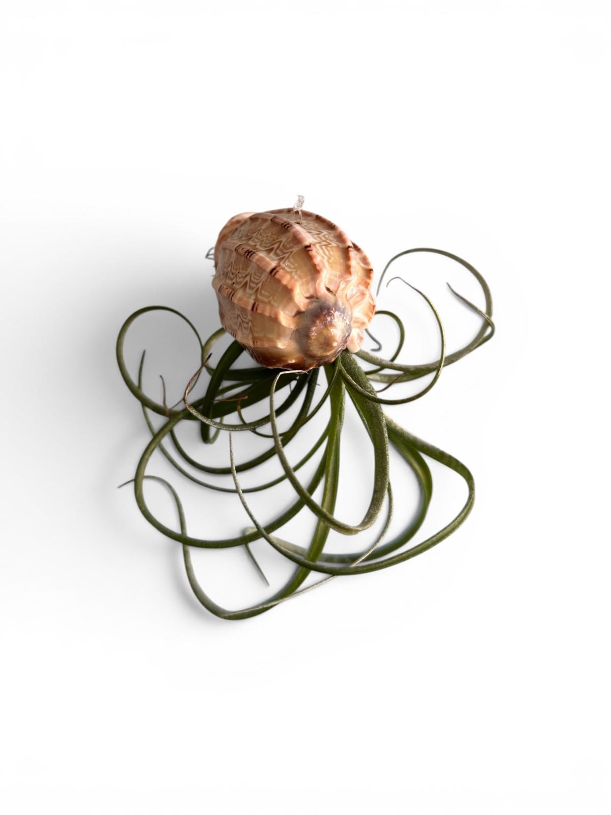 Natural Sea Urchin or Harp Shell Hanging Air Plant Streptophylla Beach Decor