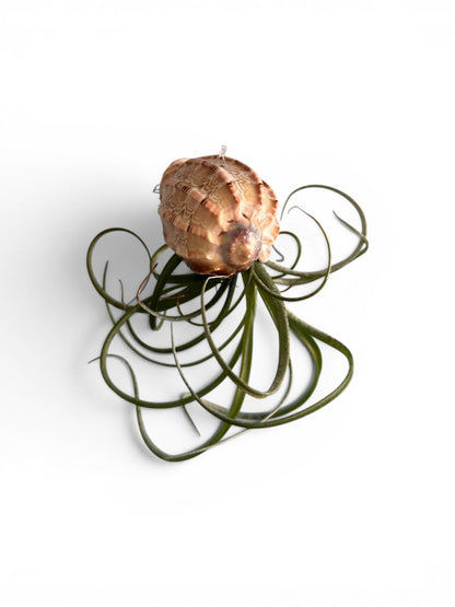 Natural Sea Urchin or Harp Shell Hanging Air Plant Streptophylla Beach Decor