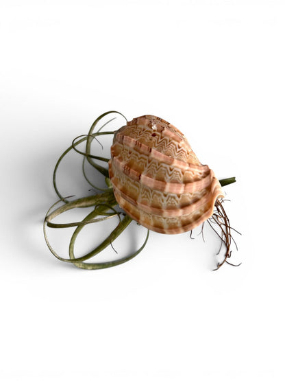 Natural Sea Urchin or Harp Shell Hanging Air Plant Streptophylla Beach Decor