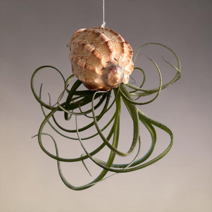 Natural Sea Urchin or Harp Shell Hanging Air Plant Streptophylla Beach Decor
