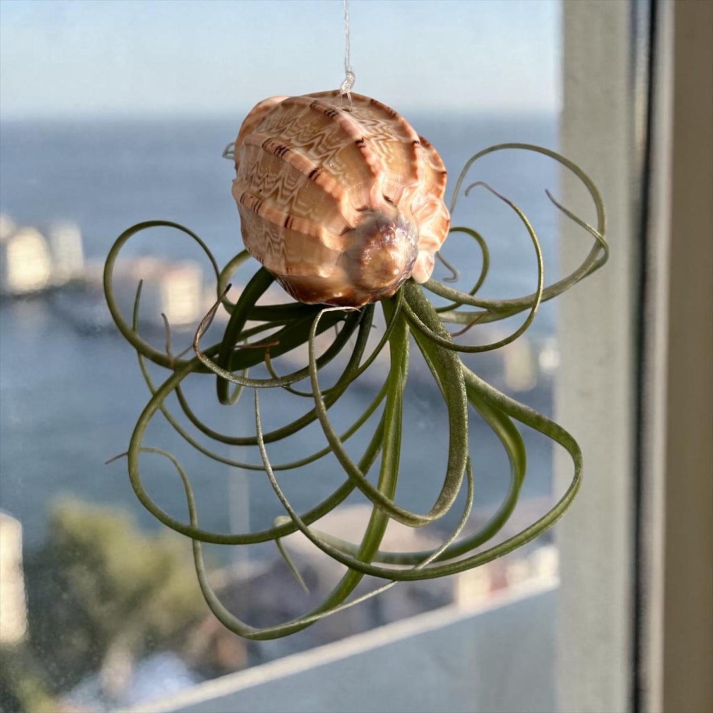Natural Sea Urchin or Harp Shell Hanging Air Plant Streptophylla Beach Decor