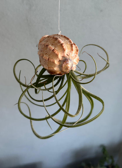 Natural Sea Urchin or Harp Shell Hanging Air Plant Streptophylla Beach Decor