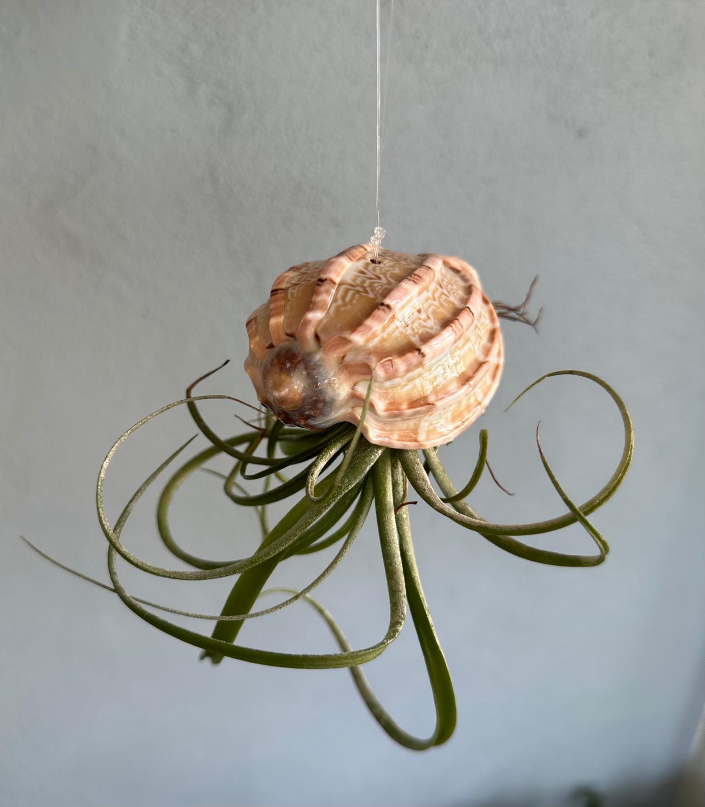 Natural Sea Urchin or Harp Shell Hanging Air Plant Streptophylla Beach Decor
