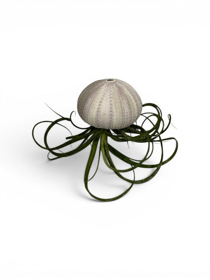 Natural Sea Urchin or Harp Shell Hanging Air Plant Streptophylla Beach Decor