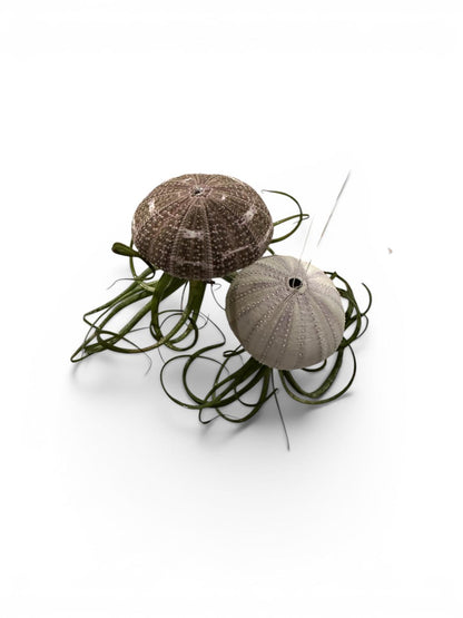 Natural Sea Urchin or Harp Shell Hanging Air Plant Streptophylla Beach Decor