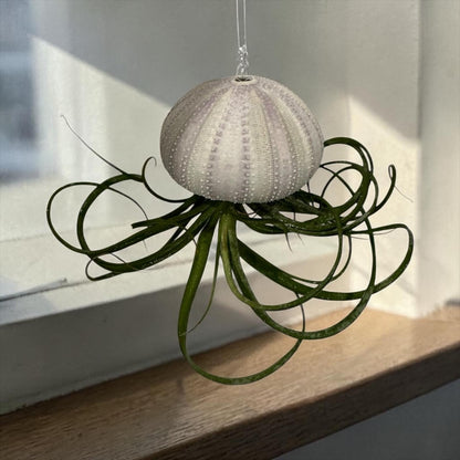 Natural Sea Urchin or Harp Shell Hanging Air Plant Streptophylla Beach Decor