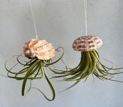 Natural Sea Urchin or Harp Shell Hanging Air Plant Streptophylla Beach Decor